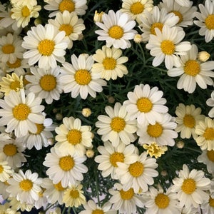Argyranthemum image