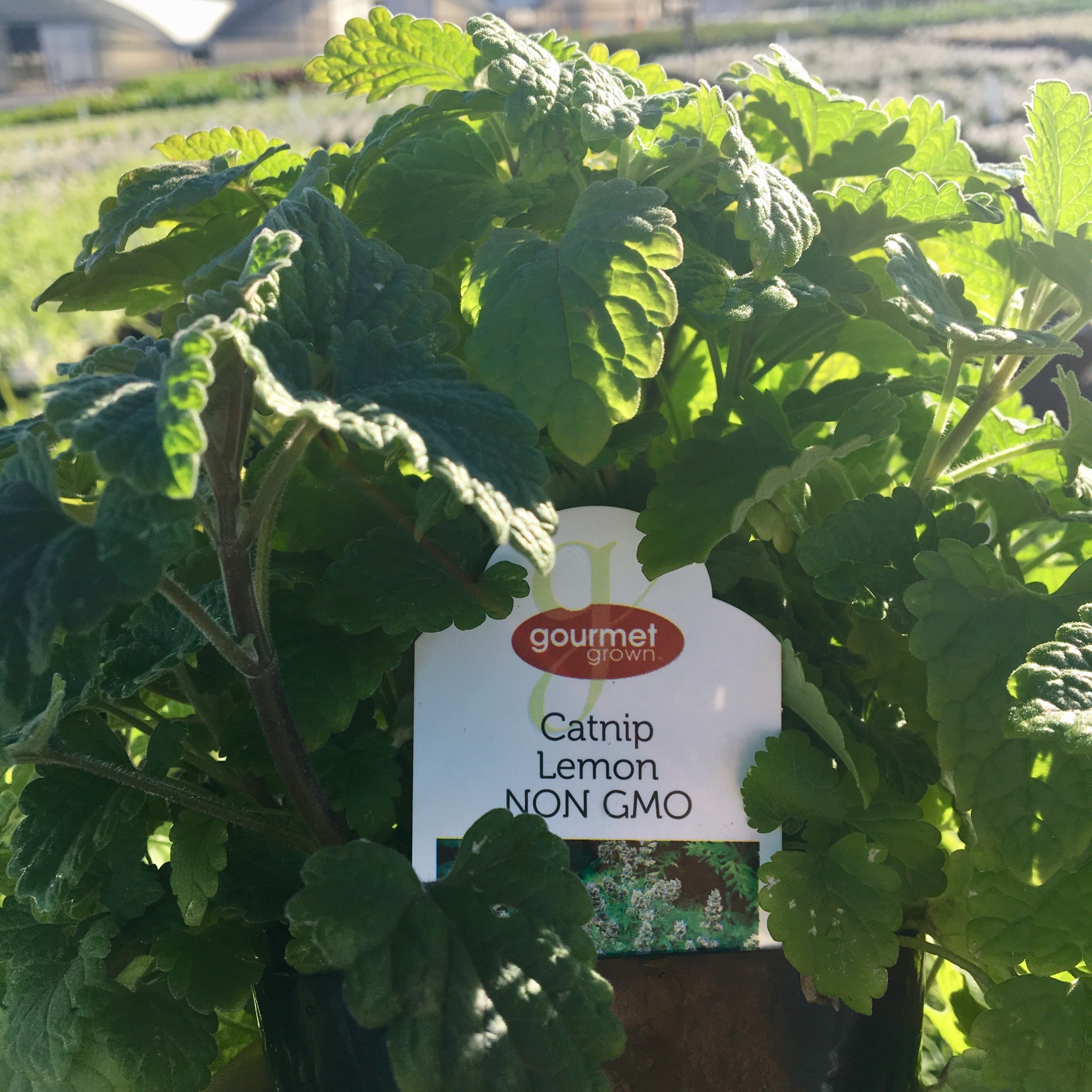 Catnip Lemon Premier Color Nursery