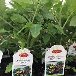 Cherry Tomato image