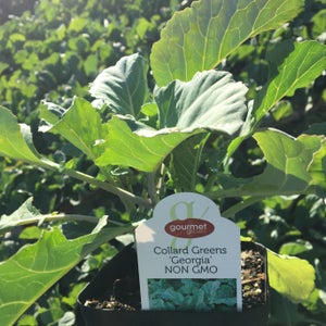 Collard Greens Georgia image