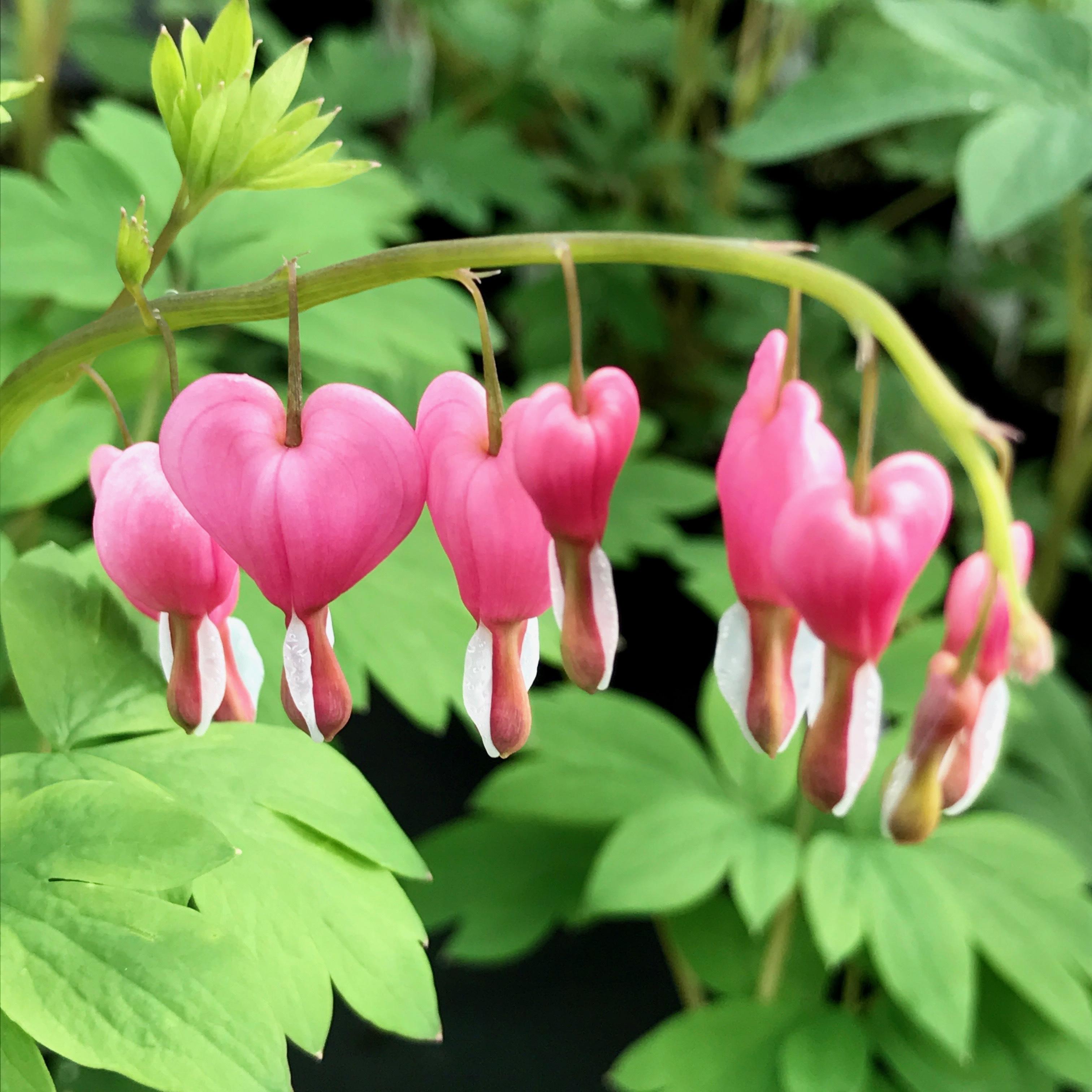 Dicentra spectabilis Premier Color Nursery