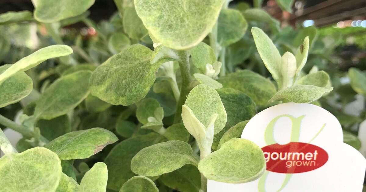 Helichrysum Licorice Splash Premier Color Nursery