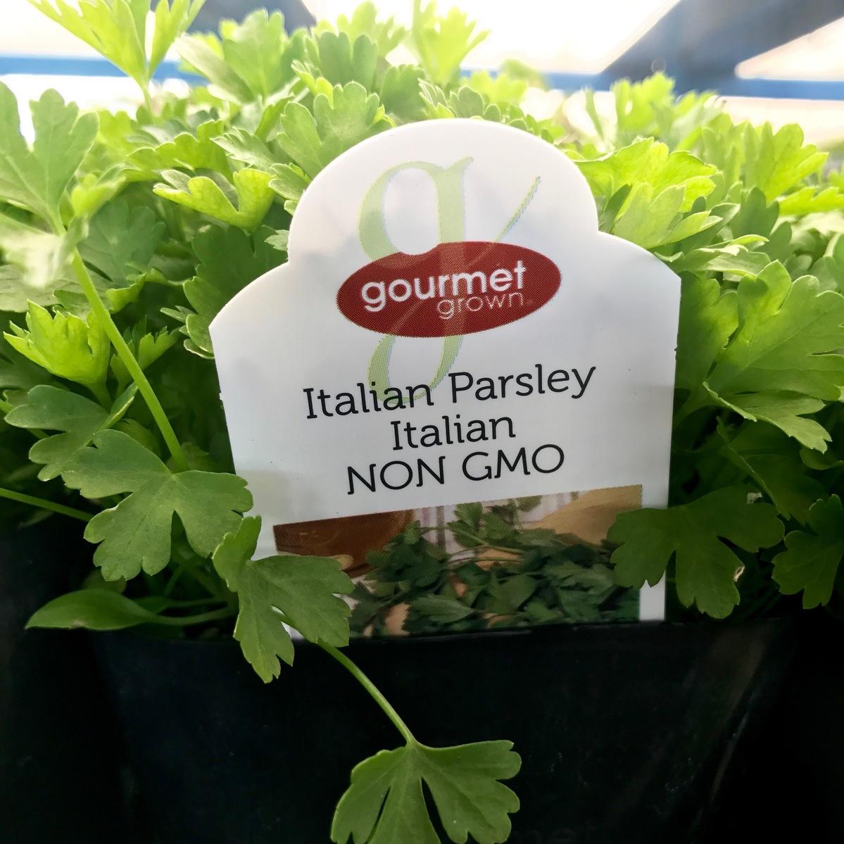 Italian Parsley Premier Color Nursery