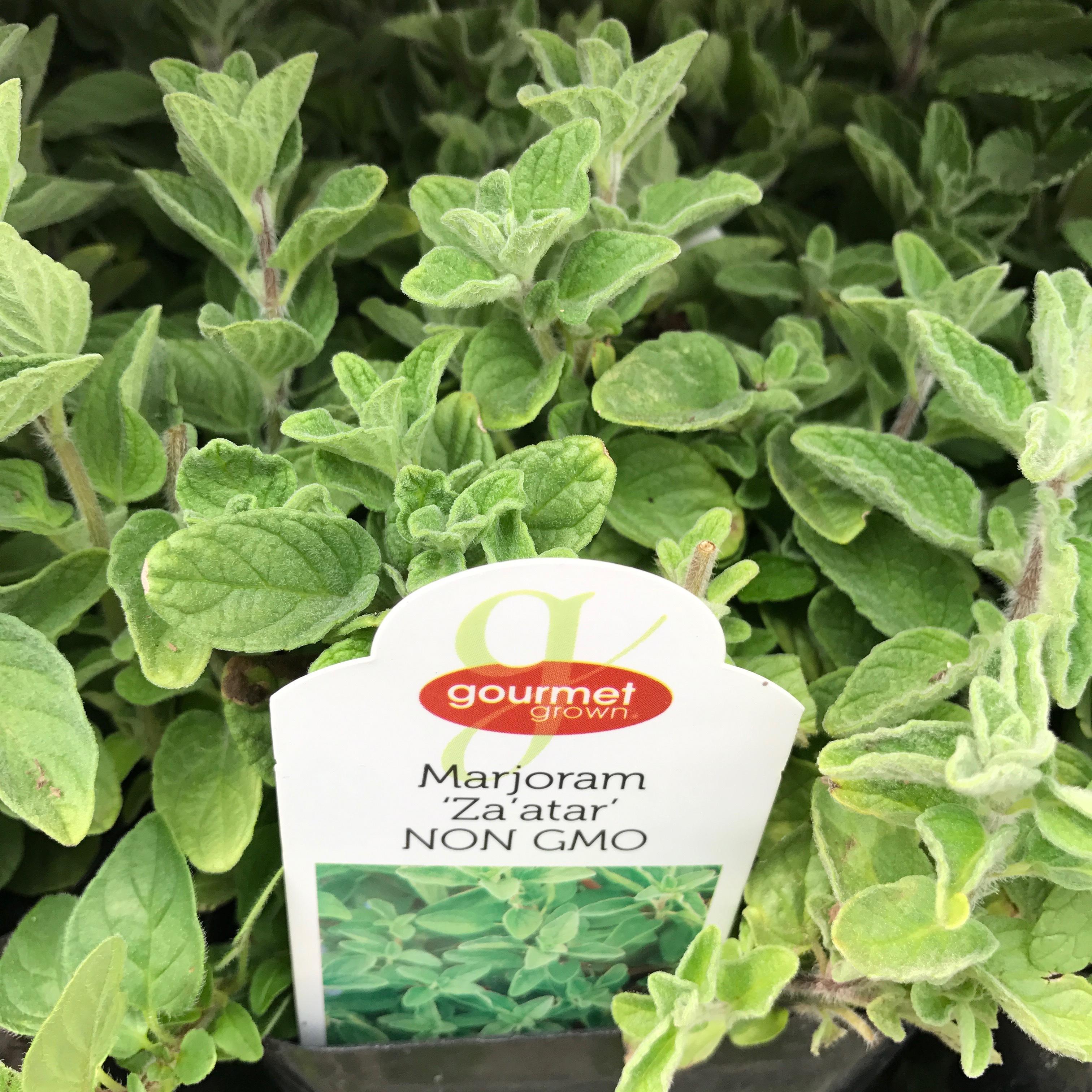 Marjoram Za'atar | Premier Color Nursery