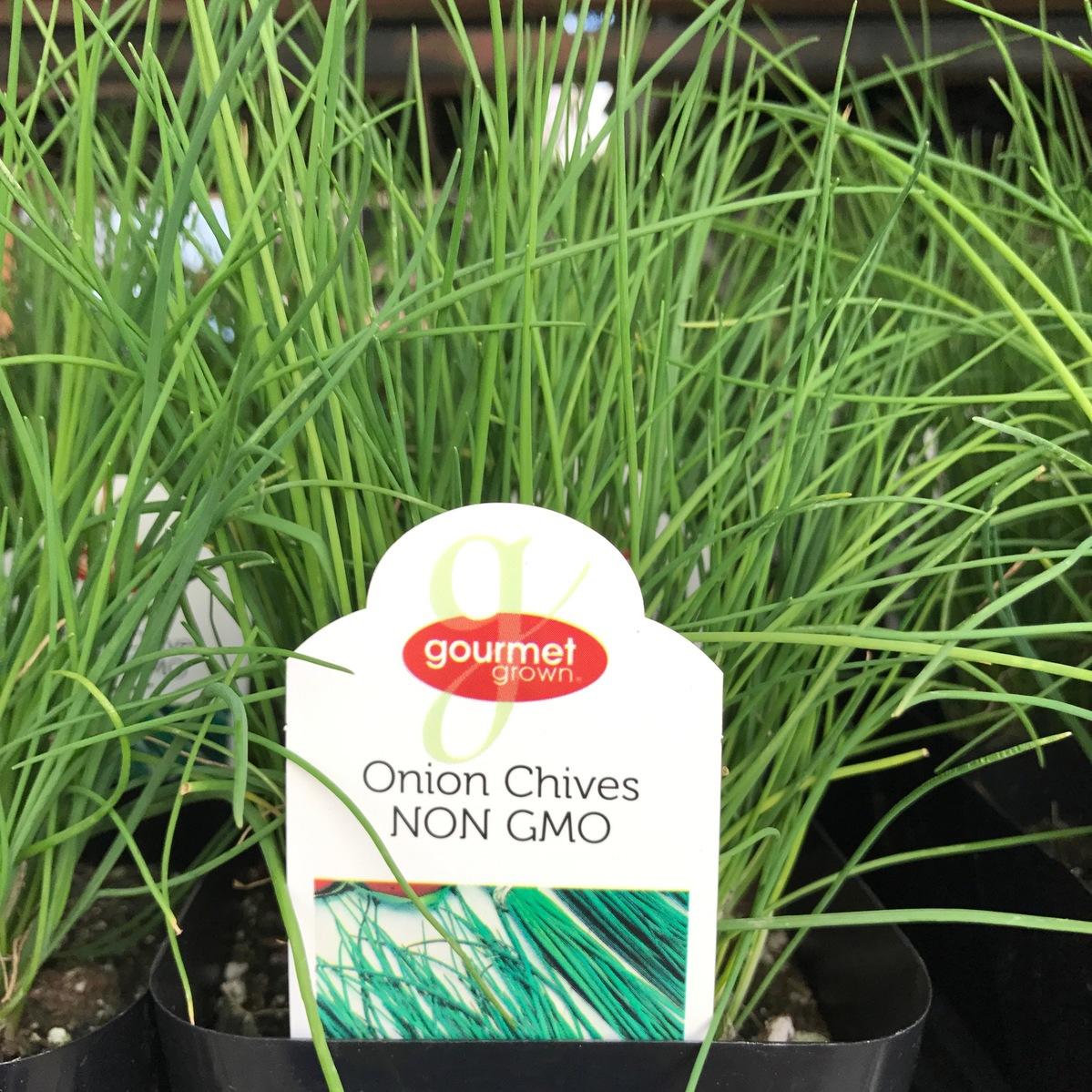 Onion Chives | Premier Color Nursery