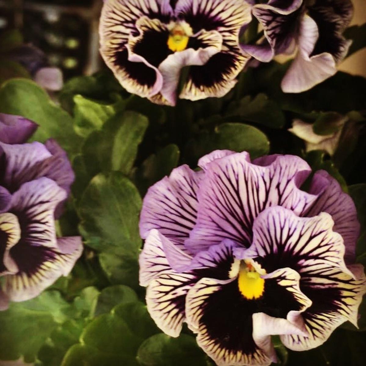 Perennials Premier Color Nursery