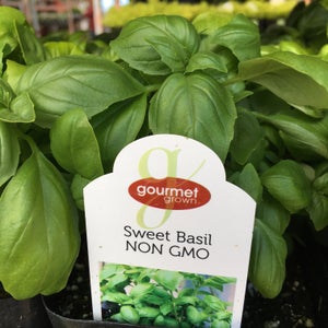 Sweet Basil image