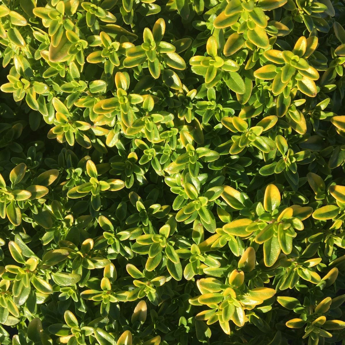 Thyme 'Lime' Premier Color Nursery