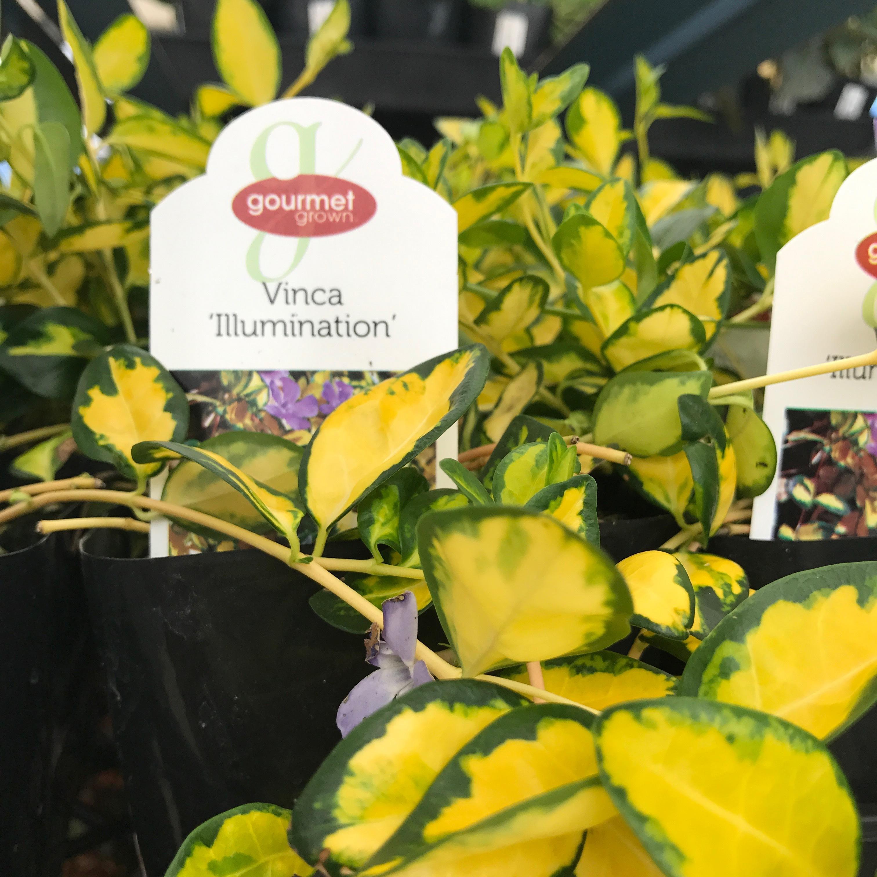 Vinca Illumination Premier Color Nursery