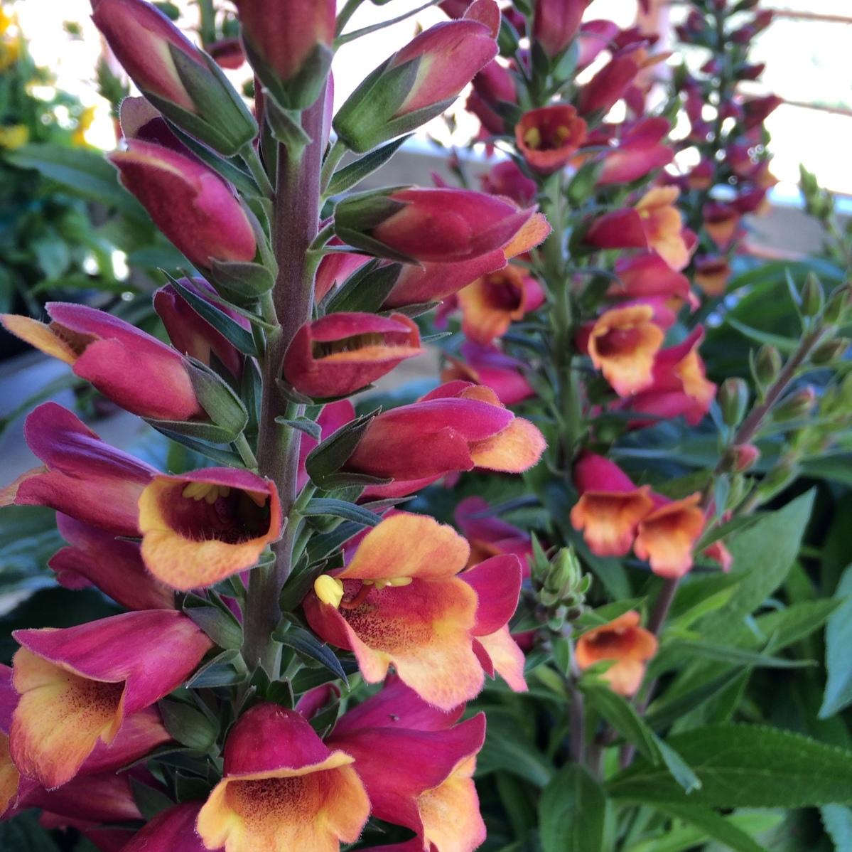 Foxglove | Premier Color Nursery