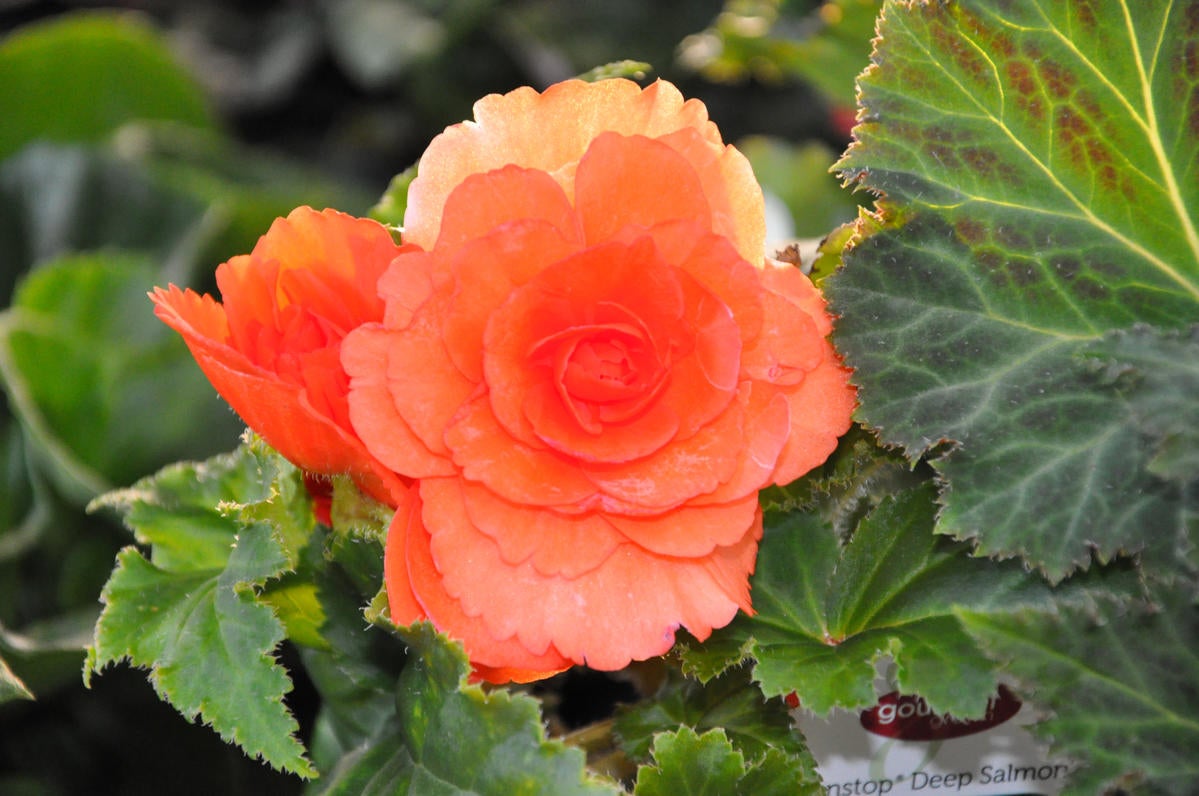 Begonia Premier Color Nursery