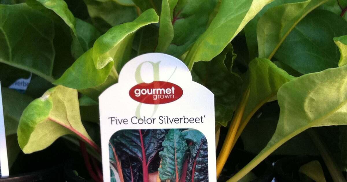 Five Color Silverbeet Swiss Chard Premier Color Nursery Five Color Silverbeet Swiss Chard Premier Color Nursery