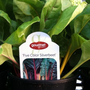 Five Color Silverbeet Swiss Chard image