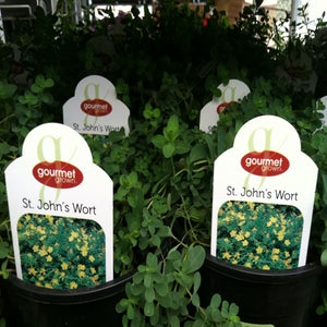 St. Johns Wort image