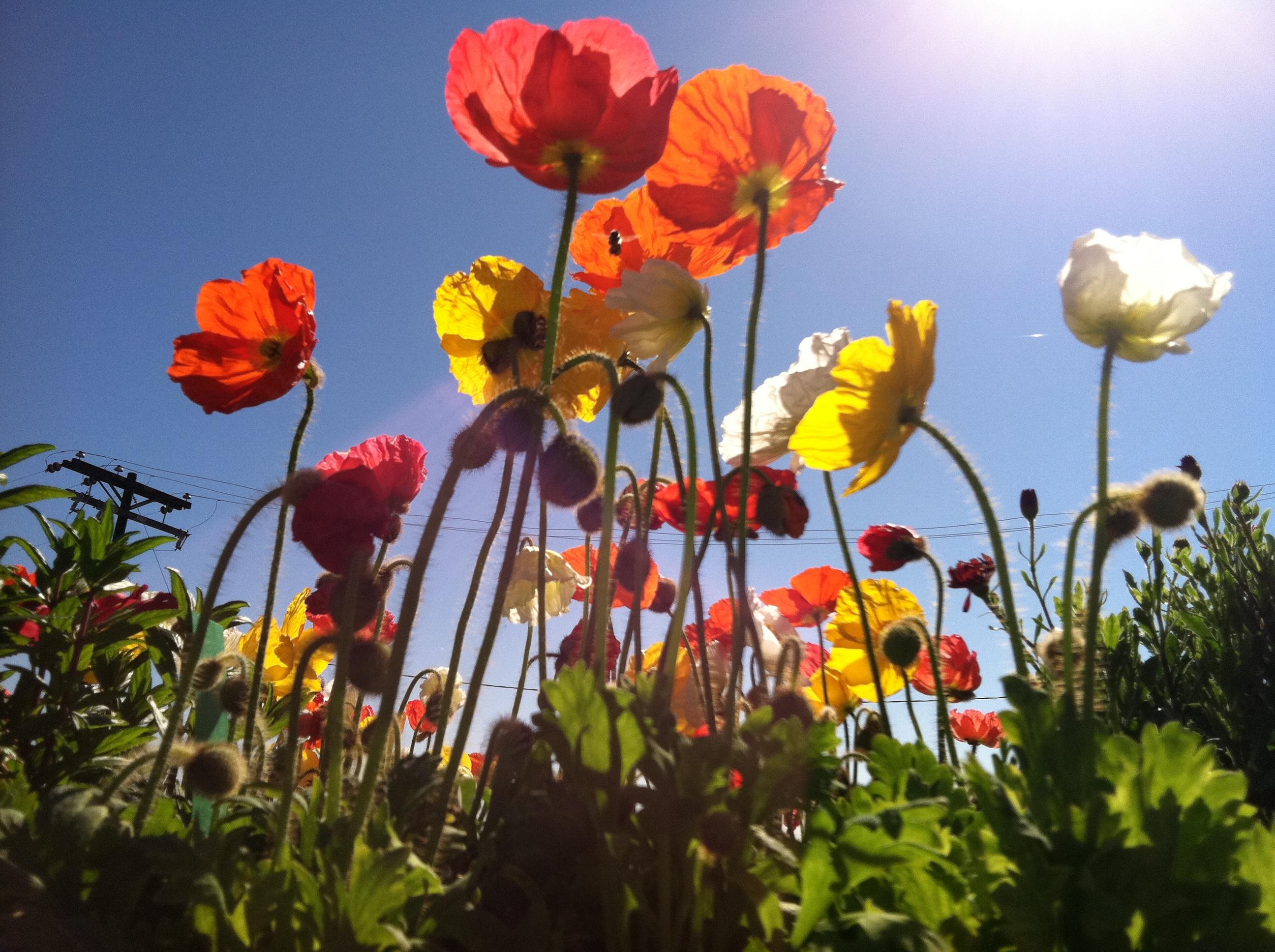 Iceland Poppy Premier Color Nursery