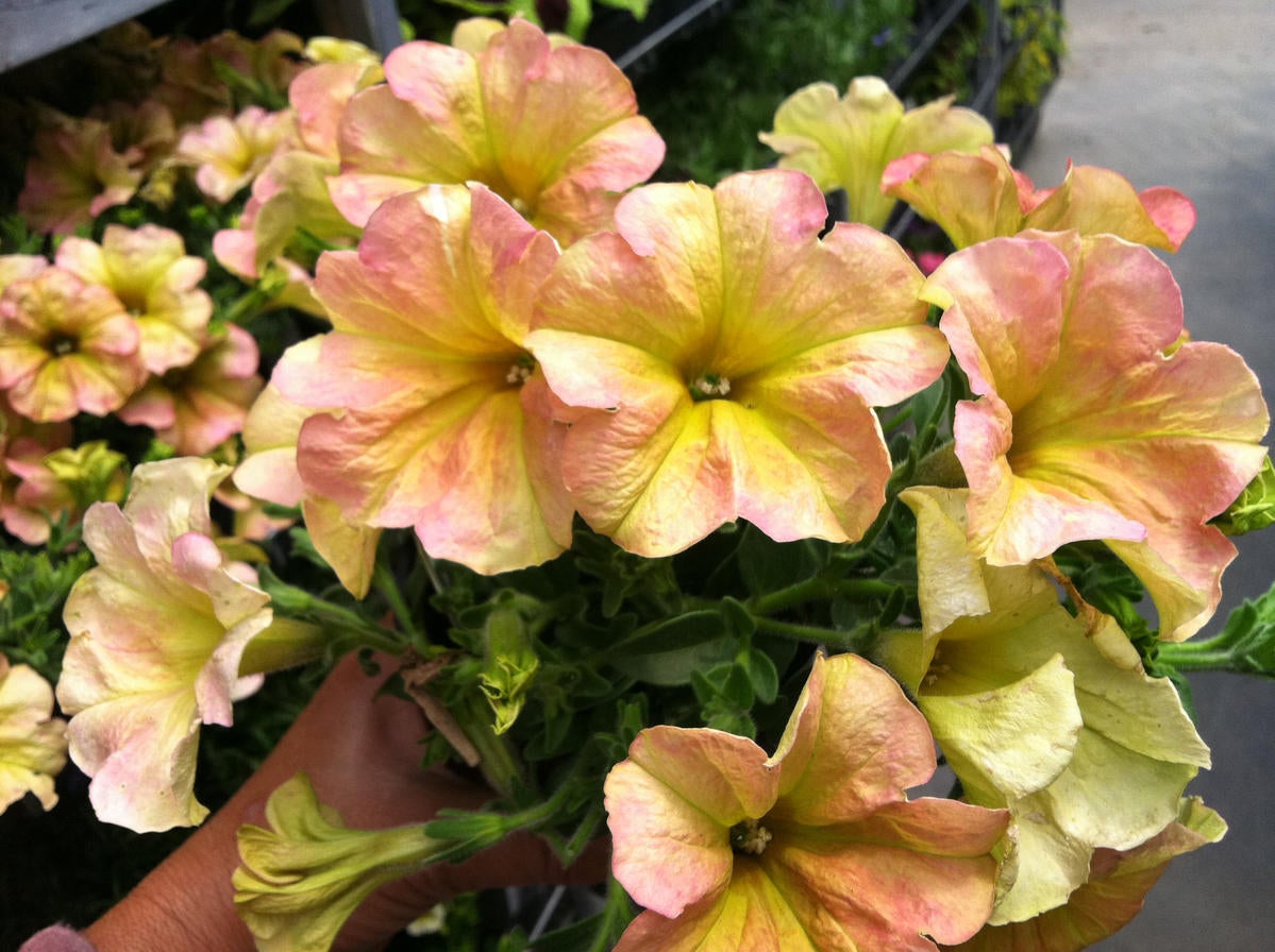 fleury petunia