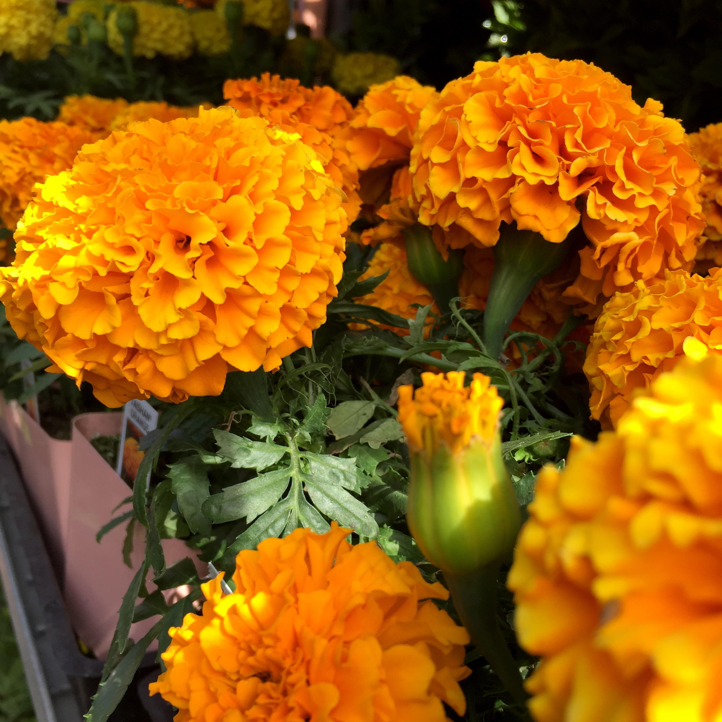 Marigold Premier Color Nursery