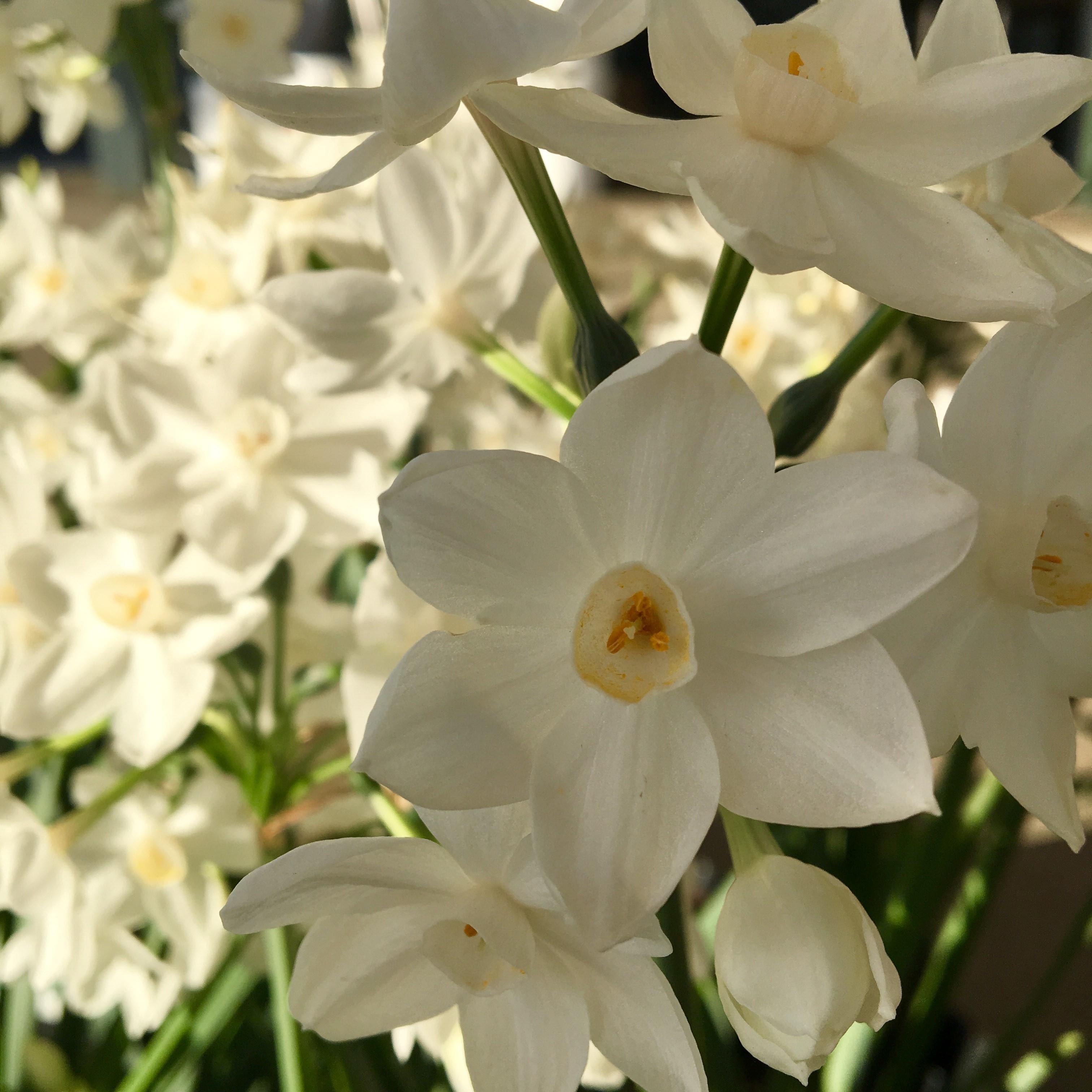 Narcissus | Premier Color Nursery