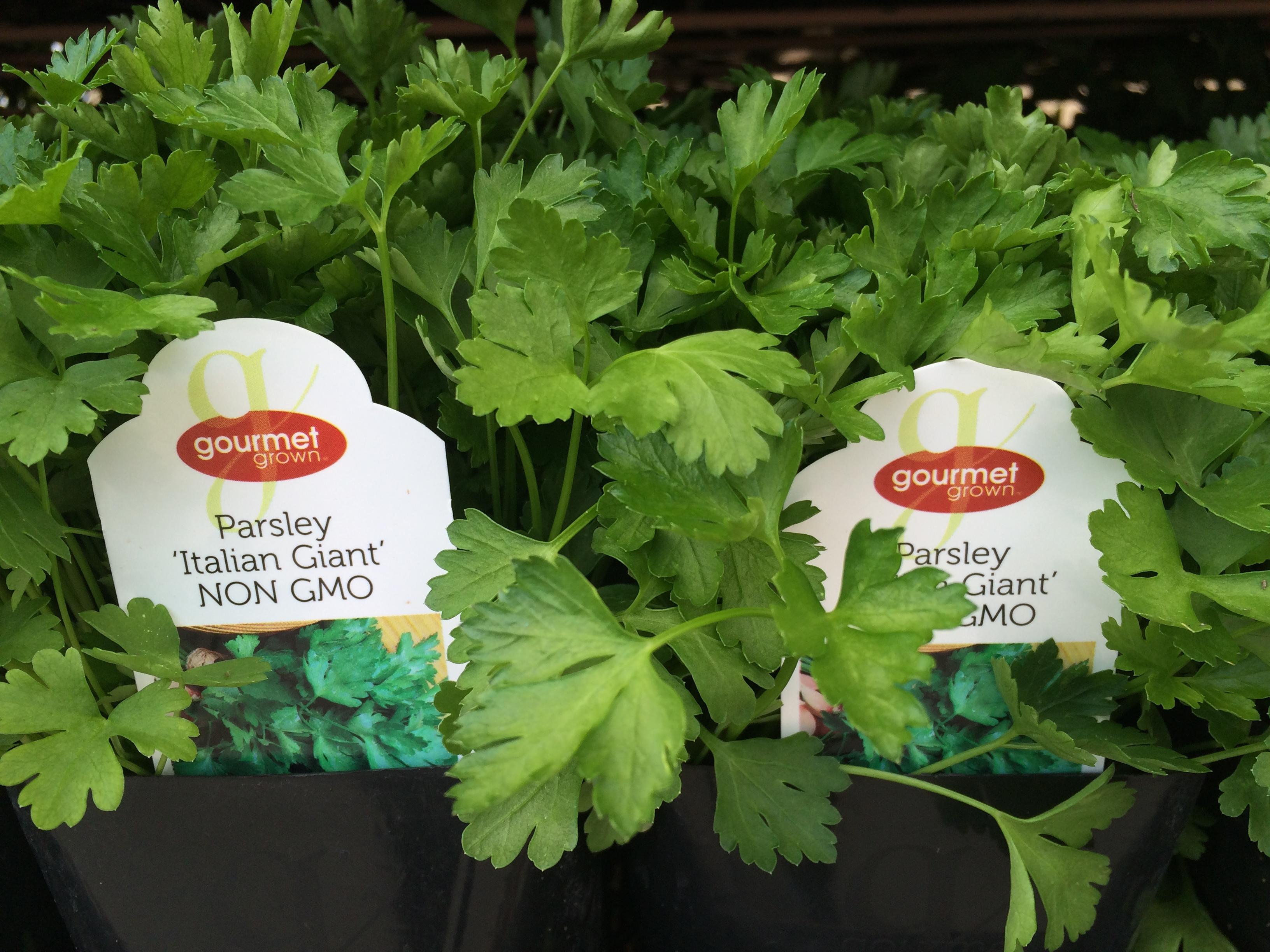 Parsley 'Italian Giant' Premier Color Nursery