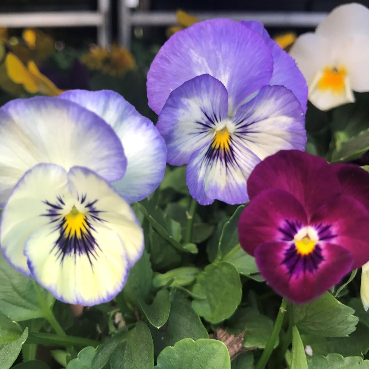 Viola | Premier Color Nursery